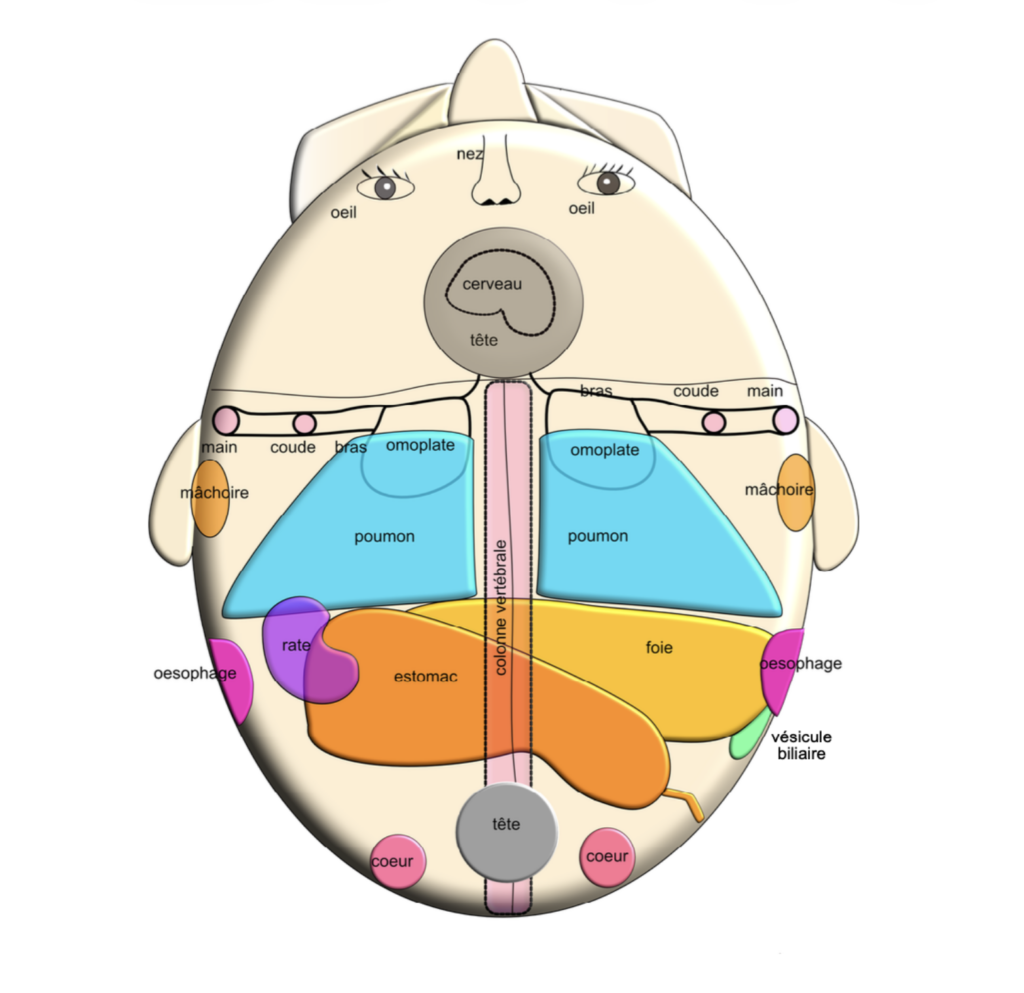Cartographie de réflexologie faciale avec les différentes zones dédiées à chaque partie du corps