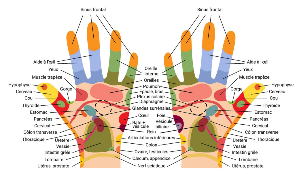 Cartographie de réflexologie palmaire avec les différentes zones dédiées aux parties du corps humain