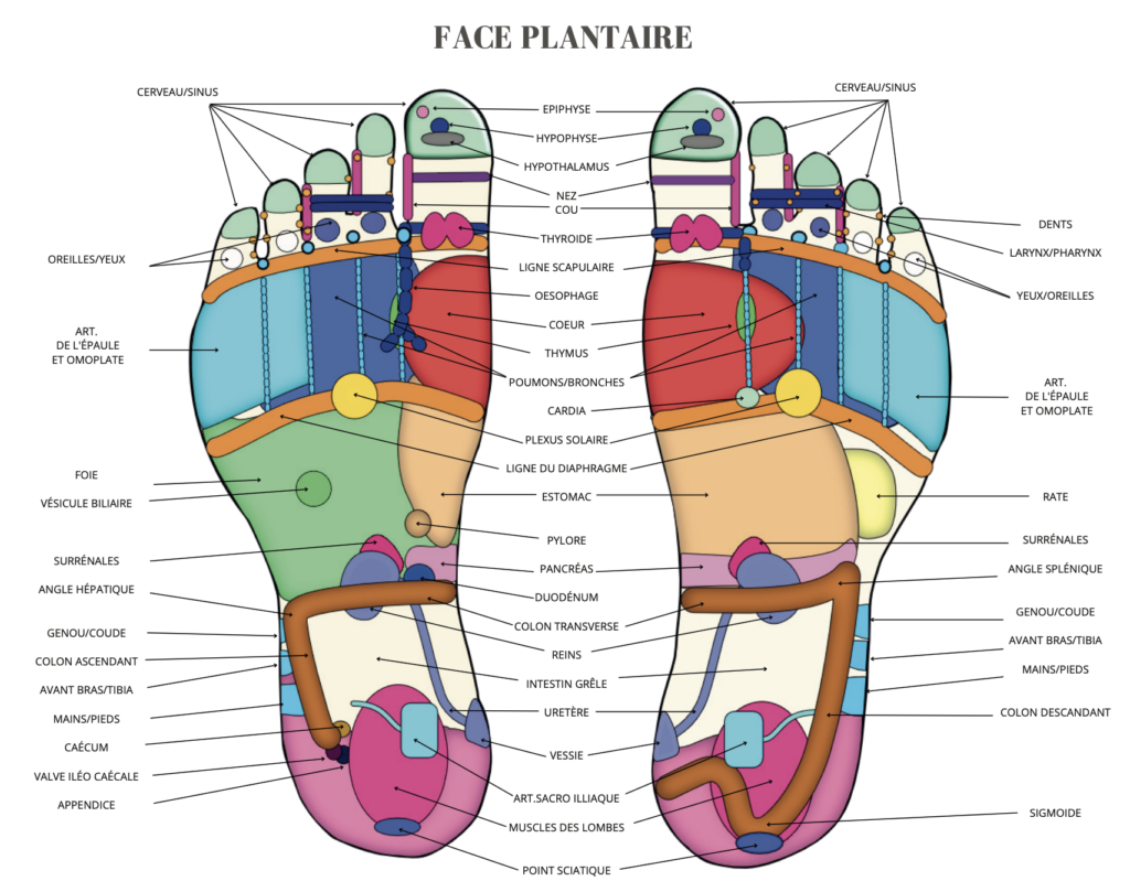 Cartographie de réflexologie plantaire avec les différentes zones dédiées aux parties du corps humain